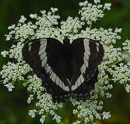 White admiral on Queen Anne's lace