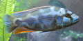 Lake Malawi, Eastern Africa, is home to numerous cichild species including this Livingston's cichlid (Nimbochromis livingstonii).