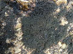 mat of short, branched, black strands against a white rock