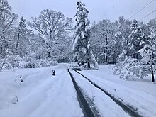 Snowfall in a city in the U.S. state of Georgia caused tree damage across the area.