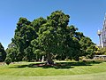 A mature tree in Royal Botanic Garden, Sydney