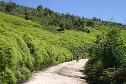 Hiking trail near Karatara.
