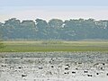 Wetlands of Bird Sanctuary