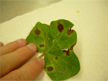 Cotton bacterial blight