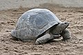 Image 21Aldabra giant tortoise