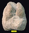 Cameloid footprint (Lamaichnum alfi Sarjeant and Reynolds, 1999; convex hyporelief) from the Barstow Formation of Rainbow Basin, California.