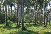 Ko Mak, coconut palm plantation