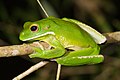 Image 24White-lipped tree frog