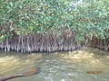 Mangroves of Pichavaram