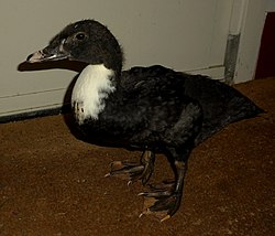 Muscovy duck, both feet have five toes