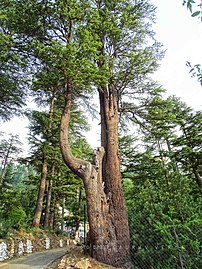Older tree in India