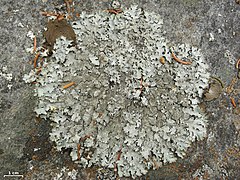Parmelioid (Parmelia saxatilis)