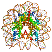 H2AFV, involved DNA coiling