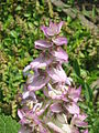 Plant of Salvia sclarea