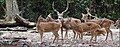 Chital Spotted Deer male (with long horn) and females (without horn)
