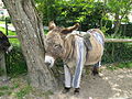 A donkey in trousers