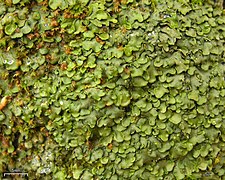 a solid mass of tiny, flattened, overlapping, greenish leaves