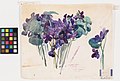 Violets by Alice Carmen Gouvy