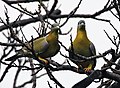Yellow-footed green pigeon Treron phoenicoptera- chlorigaster race at Sultanpur