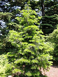 pindrow fir (Also known as West Himalayan Fir)