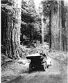 Image 23First growth or virgin forest near Mount Rainier, 1914 (from Old-growth forest)