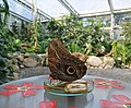 Owl butterfly inside the tropical house