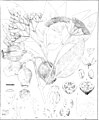 Botanical illustration in Mueller's Eucalyptographia