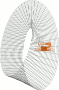 The obvious asymmetry of male fiddler crabs make them useful figures in illustrating the non-orientability of certain geometric objects, like the Möbius strip shown here.