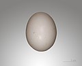 Egg of Streptopelia risoria