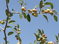 Z. spina-christi fruit, in Israel