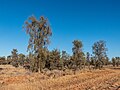 Acacia peuce woodland, Boulia Shire, Queensland.