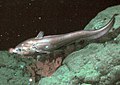 Image 56The rattail Coryphaenoides armatus (abyssal grenadier) on the Davidson Seamount at a depth of 2,253 metres (7,392 ft). (from Deep-sea fish)