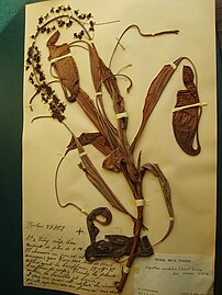 Specimen of Nepenthes mirabilis, (tropical pitcher plant) from Southeast Asia, one of 7.5 million plants in the Herbier National