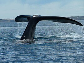 Valdés Peninsula receives the largest breeding population of southern right whale in the world.
