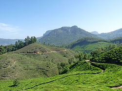 View of Kannan Devan Hill
