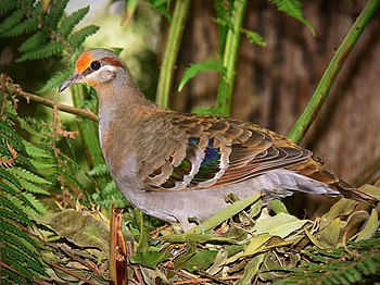 A Brush Bronzewing, standing upon its semi-completed nest