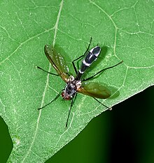 bristle fly (Cordyligaster septentrionalis)
