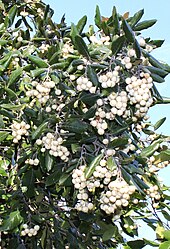 plant with berries