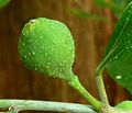 Fig in leaf axil
