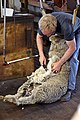 shearing a sheep