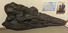 Large black skull of an ichthyosaur on display in a museum.