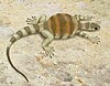 A life restoration of Eunotosaurus africanus