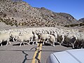 Sheep in Kings Canyon (Utah)