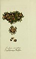 A lichen figured by Jacob Sturm (1771-1848) in Plantarum indigenarum et exoticarum icones ad vivum coloratae, oder, Sammlung nach der Natur gemalter Abbildungen inn- und ausländlischer Pflanzen, für Liebhaber und Beflissene der Botanik