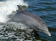 Gray dolphin