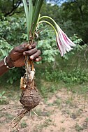 Crinum ornatum, SW Burkina Faso