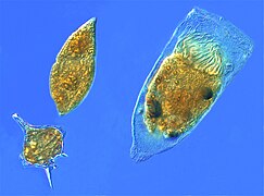 Microzooplankton are major grazers of the plankton: two dinoflagellates and a tintinnid ciliate.