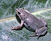 A greyish-brown frog rests on a leaf