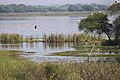 Wetland of Nandur Madhmeshwar Bird Sanctuary, India