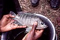 The Nile tilapia (Oreochromis niloticus) is farmed extensively as food fish in many parts of the world.